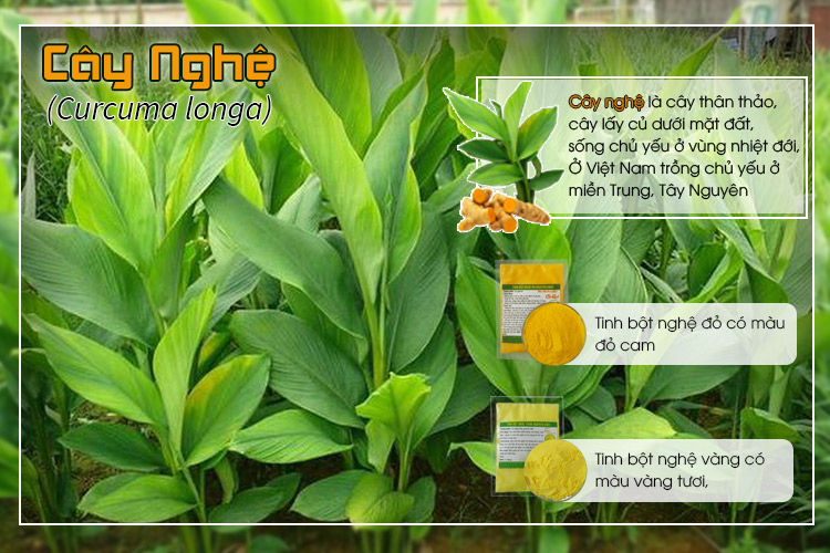 cây nghệ